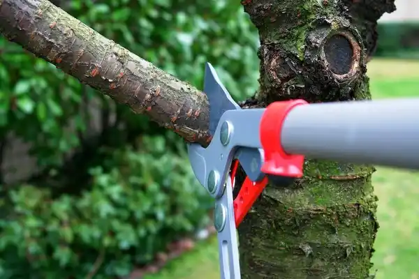 tree services Stafford Courthouse